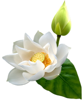a white lotus flower